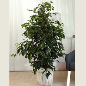 Ficus Benjamin